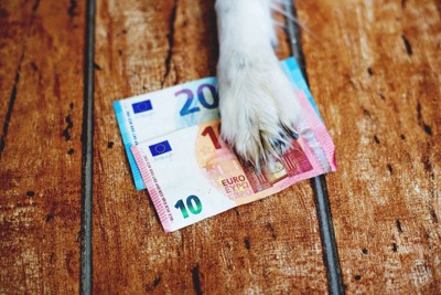 犬の足とお金