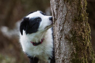 木のニオイを嗅ぐ犬