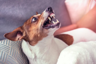 牙を剥いて威嚇する犬