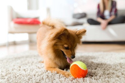 部屋の中でボール遊びする犬