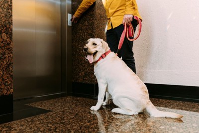 エレベーターを待つ犬