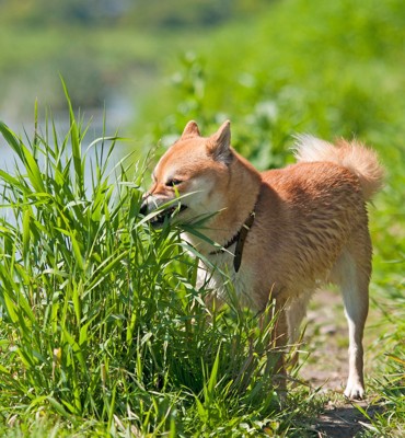 散歩中に草を食べる犬