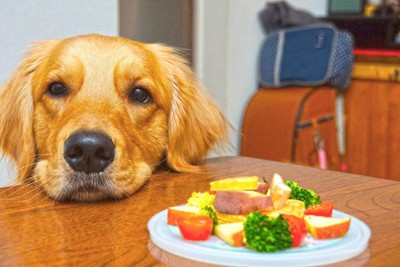 犬と料理