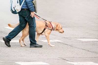 盲導犬のラブラドールと男性