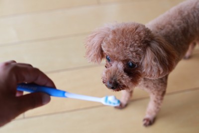歯ブラシを見つめる犬