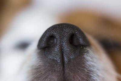 犬の鼻ドアップ