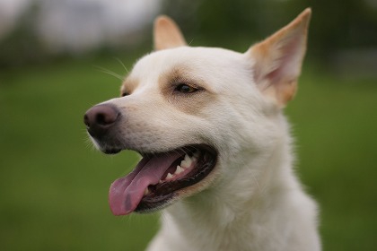 白い犬の写真