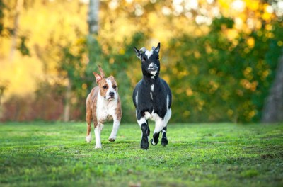 犬と一緒に走るヤギ