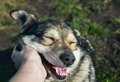 撫でられて笑顔の犬