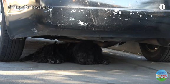 車の下の犬