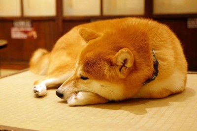 畳の上に横になる柴犬