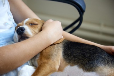 抱っこされて寝ている犬