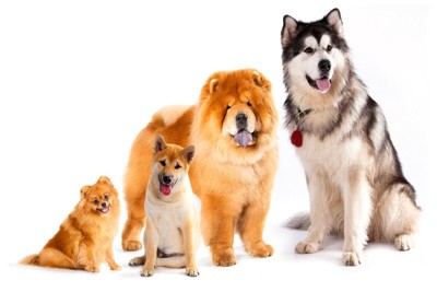 4頭の色々なタイプの犬