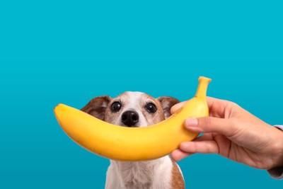 バナナと犬