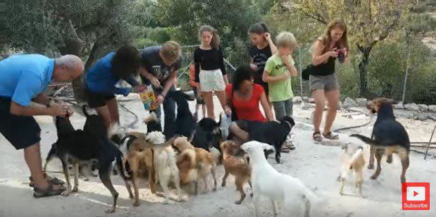 タキス・シェルターの訪問者たちと出迎える犬たち