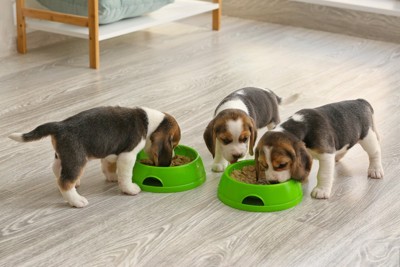 子犬3匹と食器