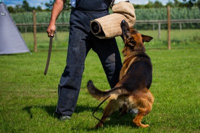 警察犬の訓練風景