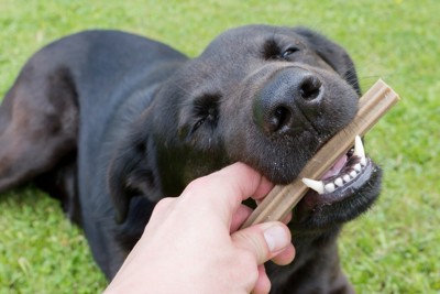 歯みがきガムを噛む犬