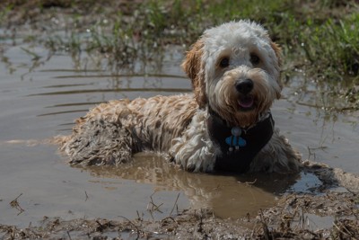 泥のなかに入る犬