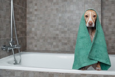 お風呂でタオルに包まれる犬
