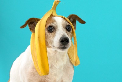 バナナの皮を頭にのせている犬