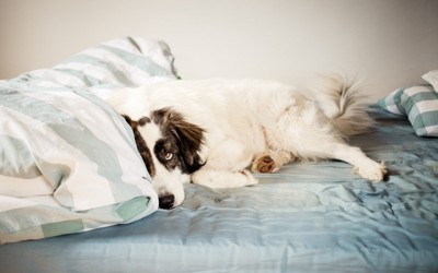 ベッドに横になる白黒の犬