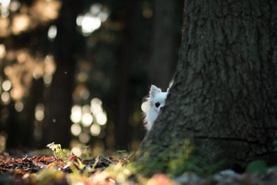 木の後ろに隠れる犬