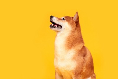 黄色の背景、柴犬の横顔