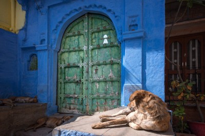インドの路上で休んでいる犬