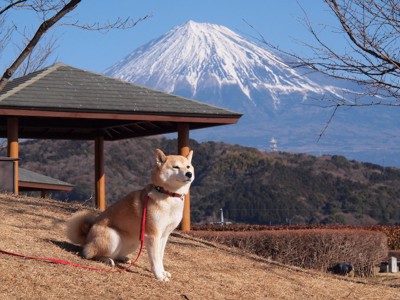 富士山の見える丘で休む柴犬