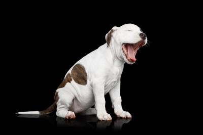 あくびをしている子犬