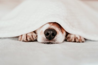 布団から鼻を出して眠っている犬
