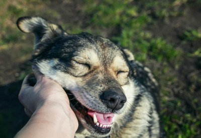 顔を撫でられて嬉しそうな顔をする犬