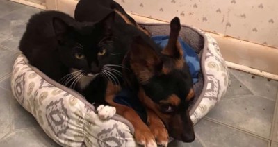 ペット用ベッドに小型犬と黒猫
