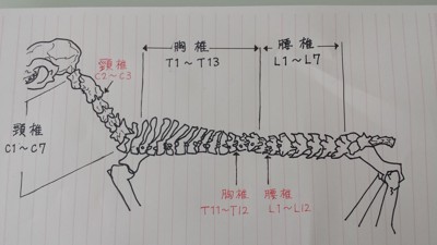 椎骨の図
