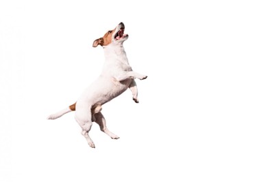 高くジャンプする犬