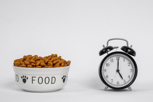 犬の1日の食事回数はどうやって決めればいいの？