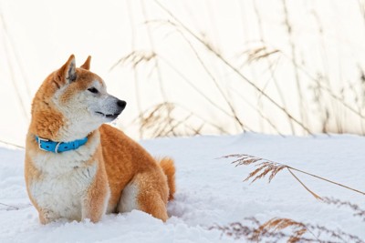 雪のなかにいる柴犬