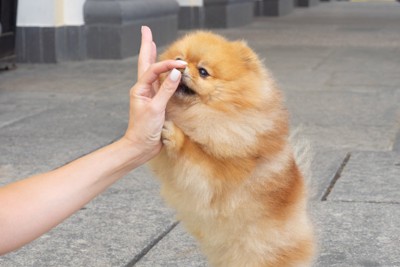 鼻を触られる犬