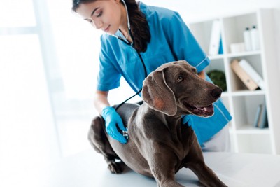 前足を伸ばして座る犬と診察する獣医師