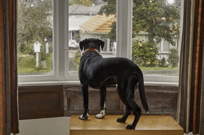 外を見る犬