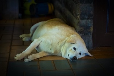 床に横たわっている太り過ぎの犬