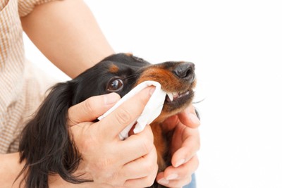 歯を磨かれる犬