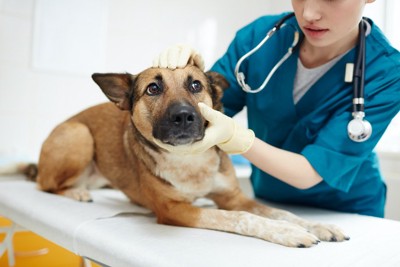 診察台の上で伏せをして獣医師の診察を受ける犬