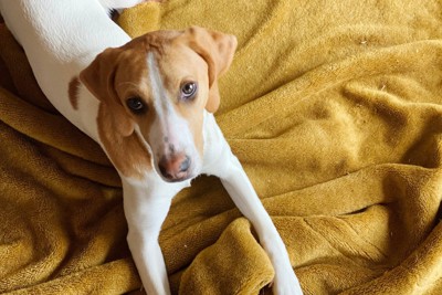 毛布の上で見上げる犬
