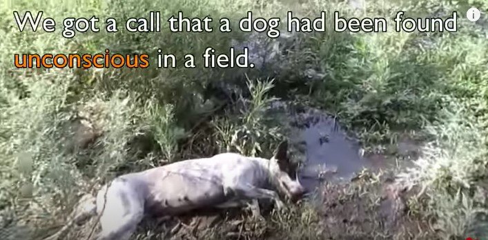 野原で意識のない犬