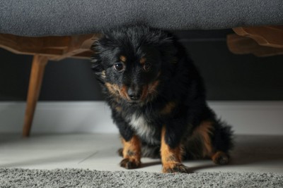家具の下に隠れる犬
