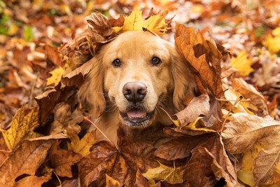落ち葉に埋もれる犬