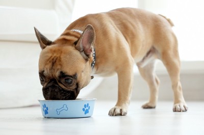 青いフード皿でごはんを食べる犬