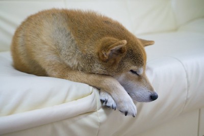 前足をクロスしてソファーで寝ている柴犬